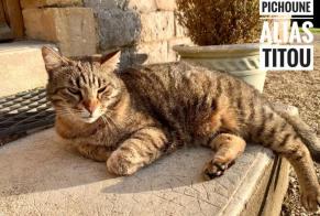 Disappearance alert Cat  Male , 11 years Le Bouchaud France