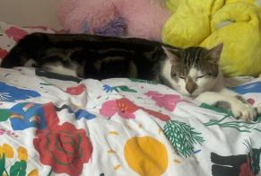 Disappearance alert Cat Male , 1 years Tomblaine France