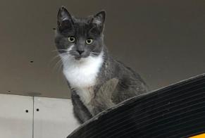Disappearance alert Cat miscegenation  Male , 2 years Flirey France