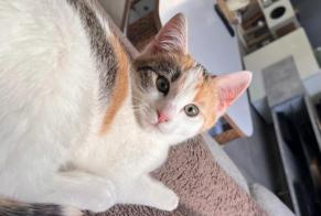 Disappearance alert Cat Female , 1 years Bons-en-Chablais France