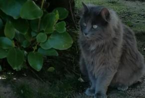 Disappearance alert Cat miscegenation  Female , 1 years Brest France