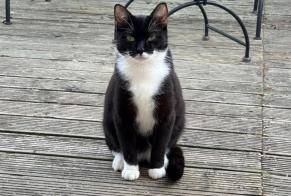 Disappearance alert Cat Male , 1 years Muret France