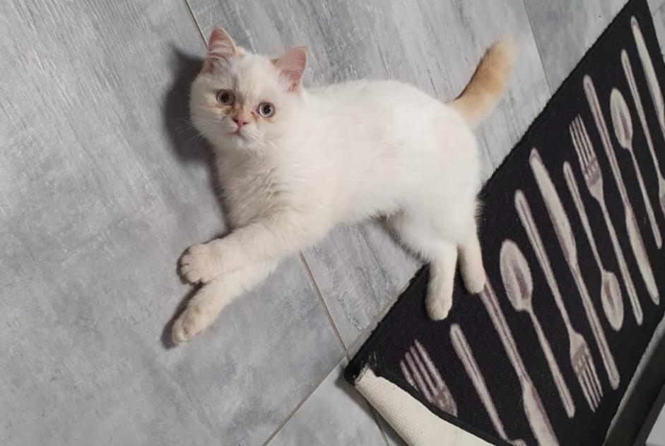 Disappearance alert Cat  Female , 4 years Bléré France