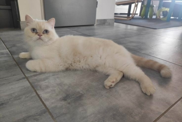 Disappearance alert Cat  Female , 4 years Bléré France