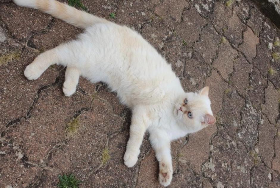Disappearance alert Cat  Female , 4 years Bléré France