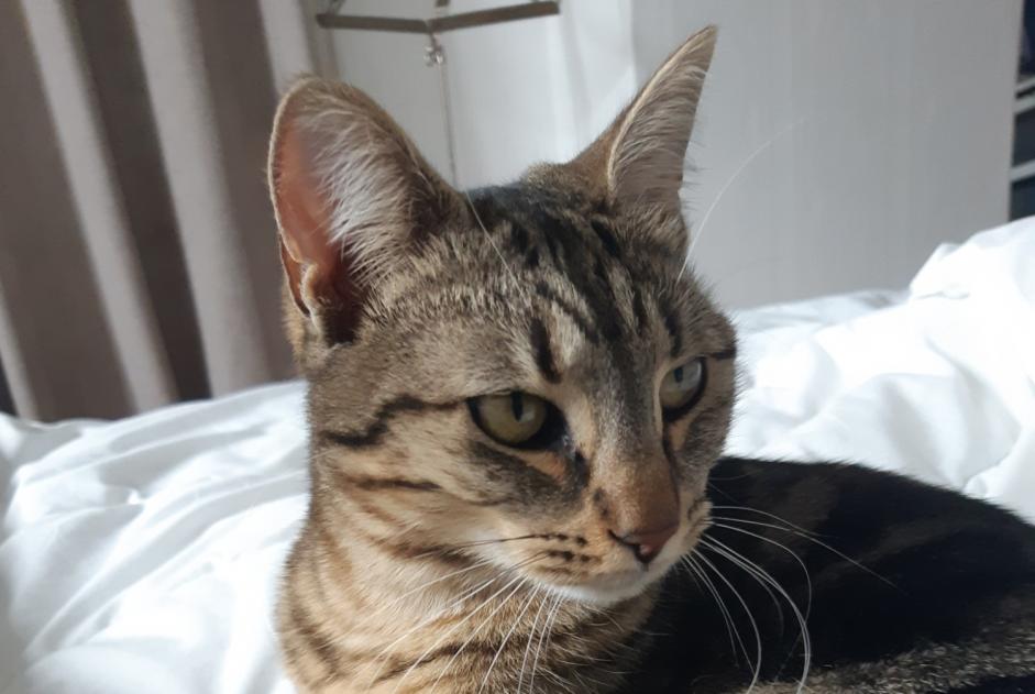 Disappearance alert Cat miscegenation  Female , 1 years Vernaison France