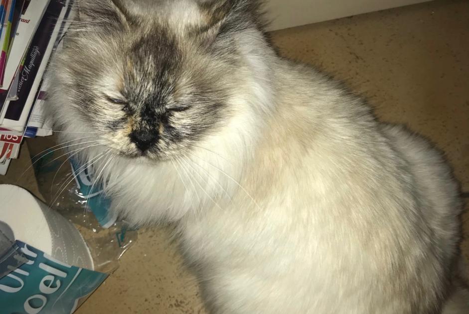 Disappearance alert Cat  Female , 10 years Le Pontet France