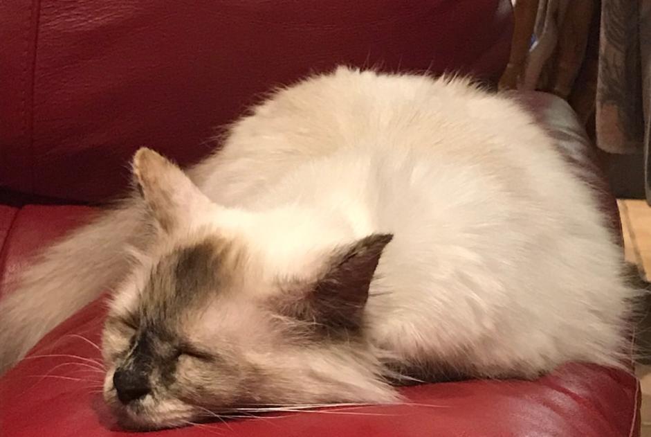 Disappearance alert Cat  Female , 10 years Le Pontet France