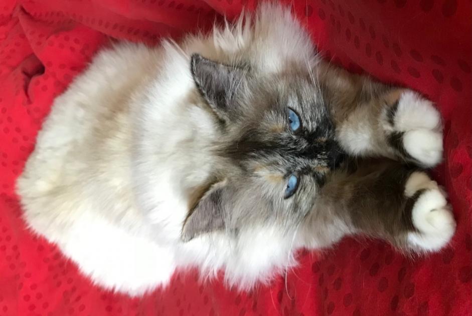 Disappearance alert Cat  Female , 10 years Le Pontet France