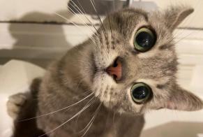 Discovery alert Cat Female Le Havre France