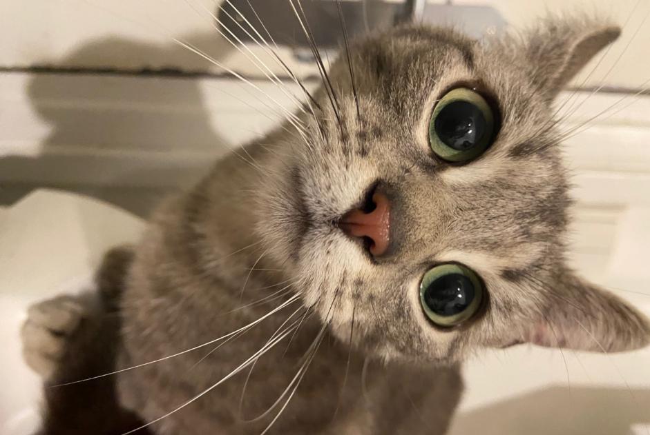 Discovery alert Cat Female Le Havre France
