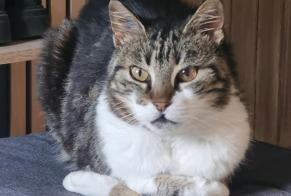 Disappearance alert Cat Male , 15 years Gonfaron France