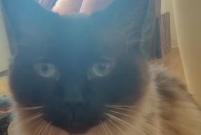Disappearance alert Cat miscegenation  Male , 10 years Quimper France