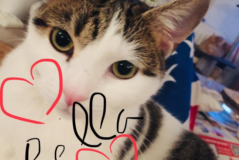 Disappearance alert Cat Female , 5 years Tourcoing France