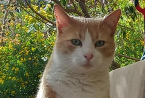 Disappearance alert Cat Male , 6 years Oullins-Pierre-Bénite France