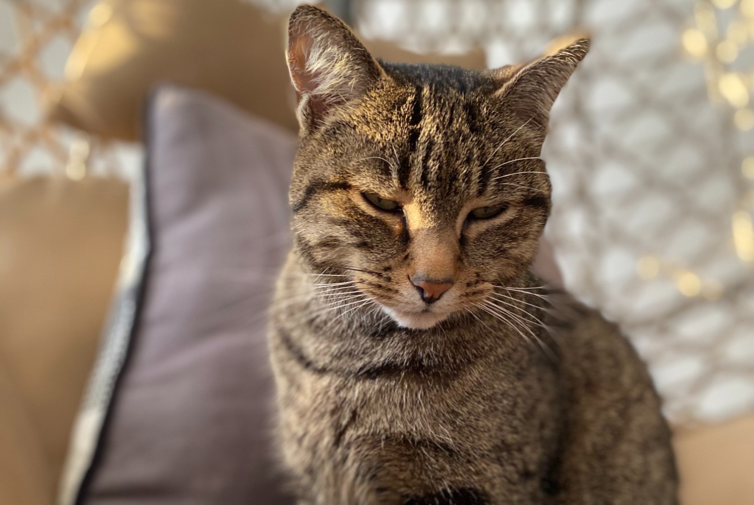 Disappearance alert Cat miscegenation  Male , 8 years Démouville France