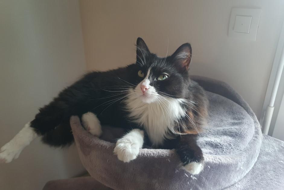 Disappearance alert Cat Female , 4 years Saint-Paul-lès-Dax France