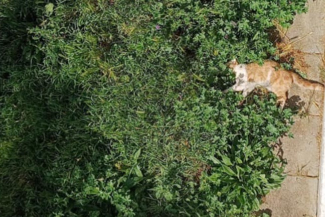 Discovery alert Cat miscegenation  Unknown Onet-le-Château France