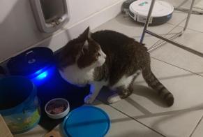Disappearance alert Cat  Male , 9 years Vernet France