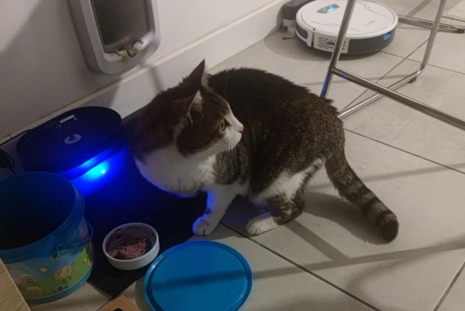 Disappearance alert Cat  Male , 9 years Vernet France