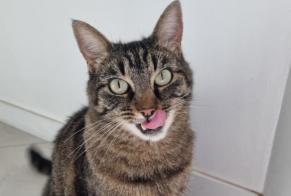 Disappearance alert Cat Male , 6 years Caluire-et-Cuire France