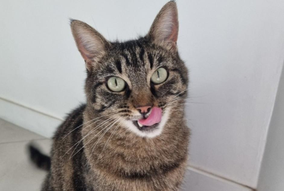 Disappearance alert Cat Male , 6 years Caluire-et-Cuire France