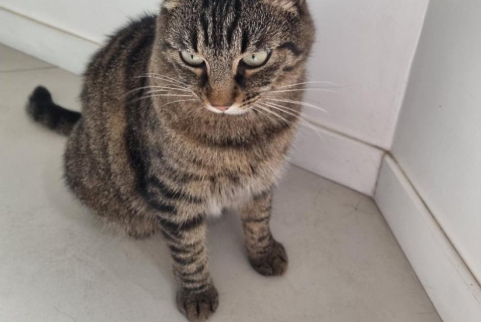Disappearance alert Cat Male , 6 years Caluire-et-Cuire France