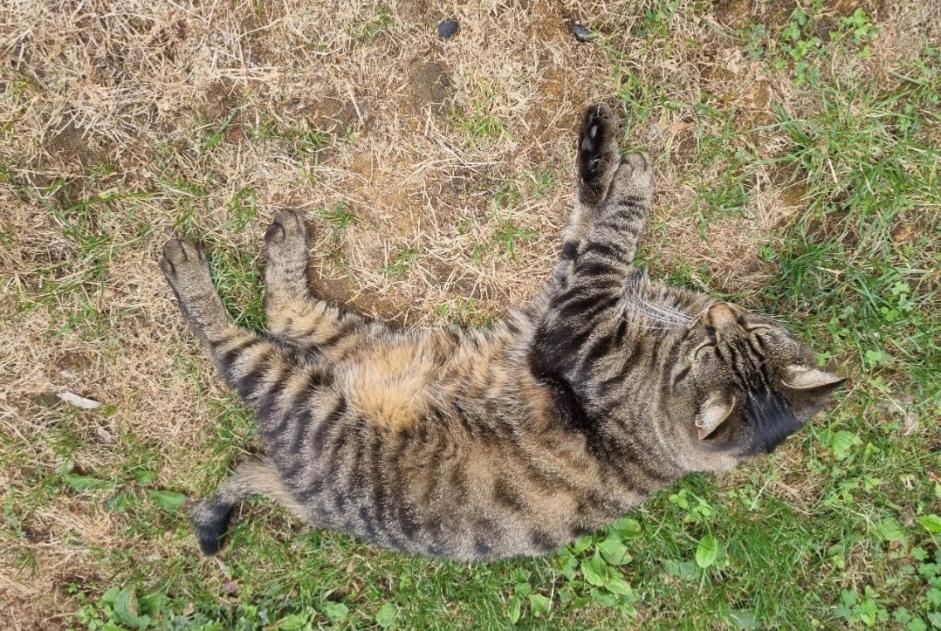 Disappearance alert Cat Male , 6 years Caluire-et-Cuire France