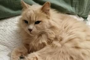 Disappearance alert Cat  Female , 9 years Aix-en-Provence France