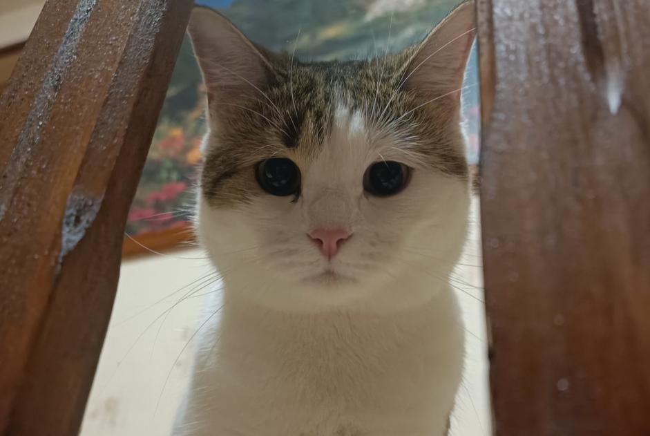 Disappearance alert Cat  Female , 2 years Mirecourt France