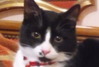 Disappearance alert Cat Male , 7 years Évreux France