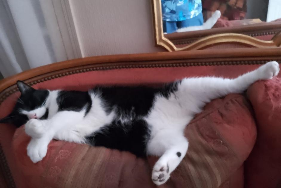 Disappearance alert Cat Male , 7 years Évreux France