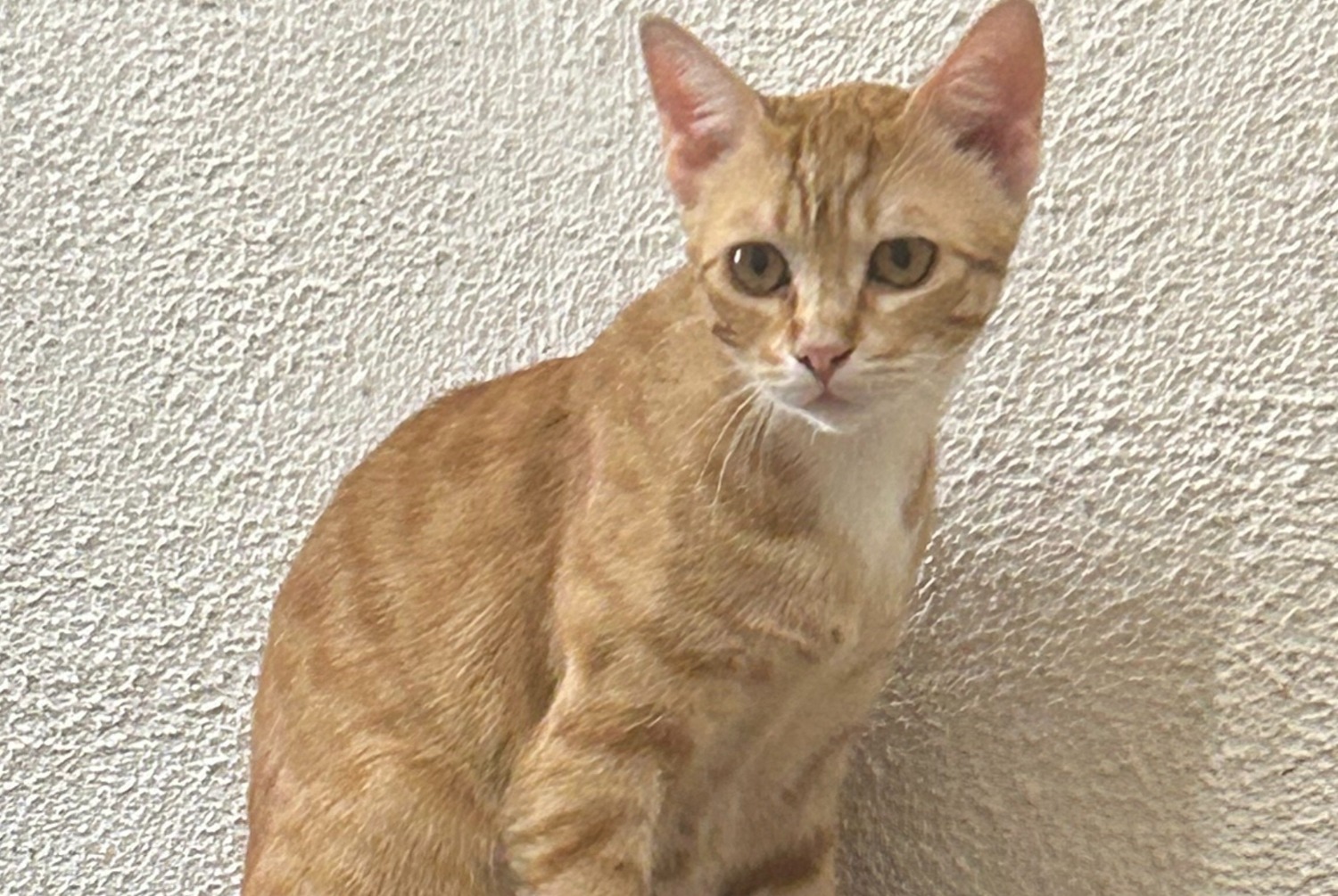 Disappearance alert Cat Male , 1 years Lys-Haut-Layon France
