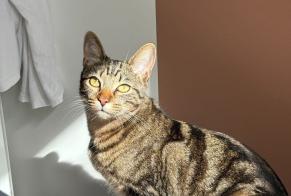 Disappearance alert Cat  Female , 1 years Paris France