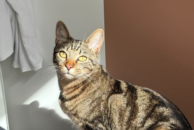 Disappearance alert Cat  Female , 1 years Paris France