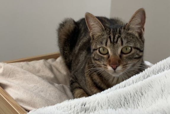 Disappearance alert Cat  Female , 1 years Paris France