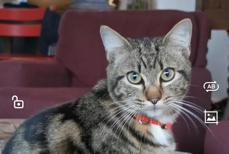 Disappearance alert Cat Male , 2 years Vannes France