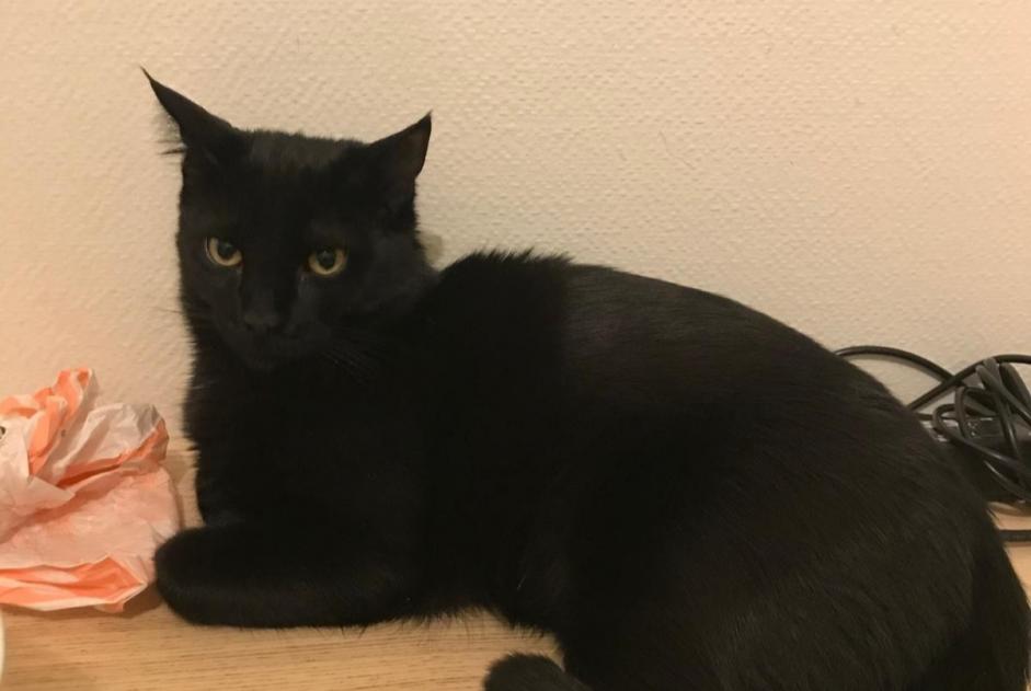 Disappearance alert Cat Male , 5 years Paris France