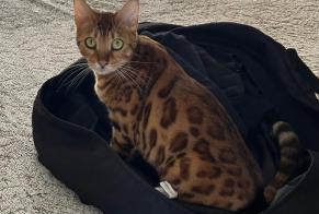 Disappearance alert Cat  Female , 1 years Hyères France