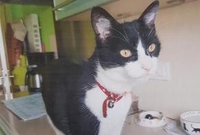 Disappearance alert Cat  Male , 9 years Isle France