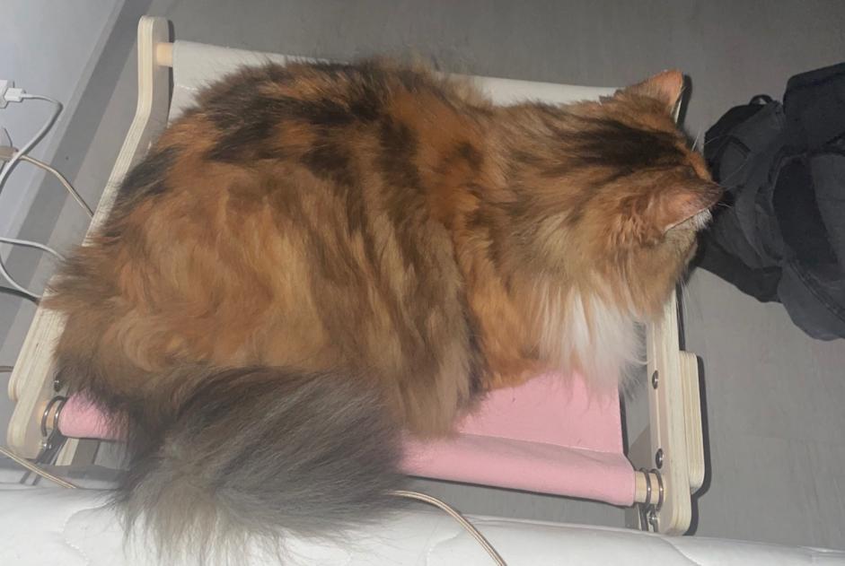 Disappearance alert Cat Female , 8 years Billy-sous-Mangiennes France