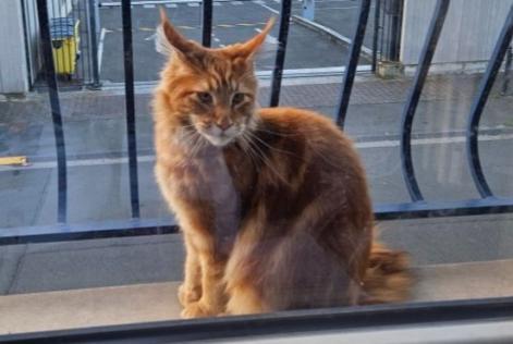 Disappearance alert Cat  Male , 1 years Roubaix France