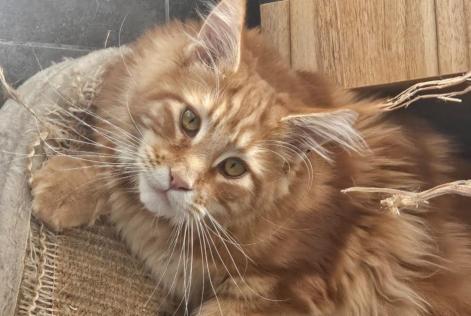 Disappearance alert Cat  Male , 1 years Roubaix France