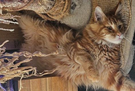 Disappearance alert Cat  Male , 1 years Roubaix France