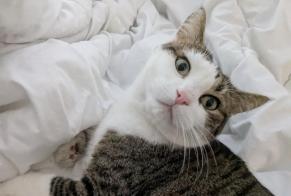 Disappearance alert Cat  Female , 5 years La Colle-sur-Loup France