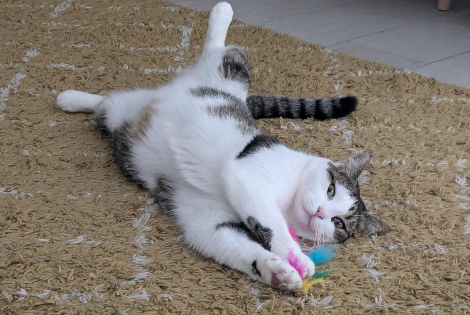 Disappearance alert Cat  Female , 5 years La Colle-sur-Loup France