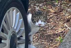 Discovery alert Cat Unknown Saint-Fons France