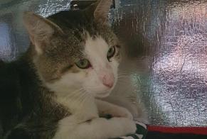 Discovery alert Cat Male Paris France