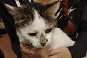 Discovery alert Cat Female Morogues France