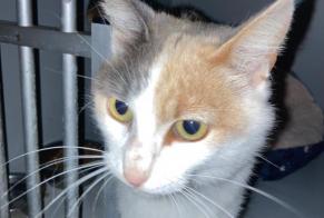 Discovery alert Cat Female Montégut-Plantaurel France